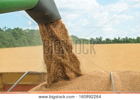 Combine harvester transferring freshly harvested wheat to trailer for transport