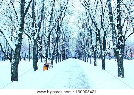 winter beautiful park with many big trees and path
