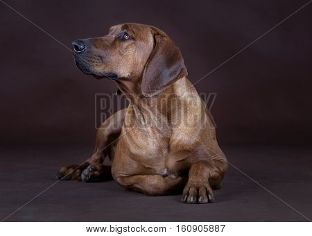 Rhodesian Ridgeback lying down in front of the camera