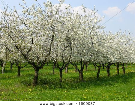 Cherry Orchard 