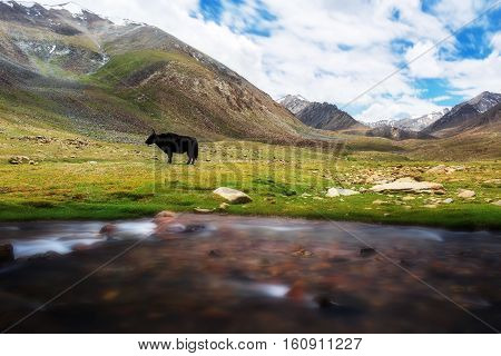 Yak with natural landscape in Leh Ladakh Jammu and Kashmir India