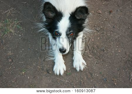 Playful Funny Dog Paws Up on Ground.