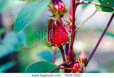 Hibiscus sabdariffa or roselle fruits on plant