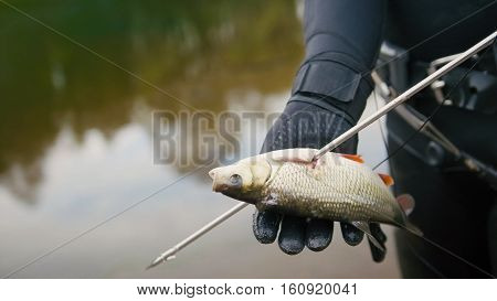 Spear fisherman shows Freshwater Fish at spear of underwater fisherman after hunting in forest river, close up