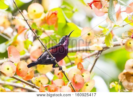 Van Hasselt's Sunbird male bird of Thailand.
