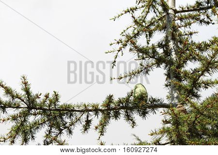 Close-up of a cedar tree branch with a cone.