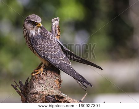 Female Amur falcon (Falco amurensis) Very Rare Passage Migrant