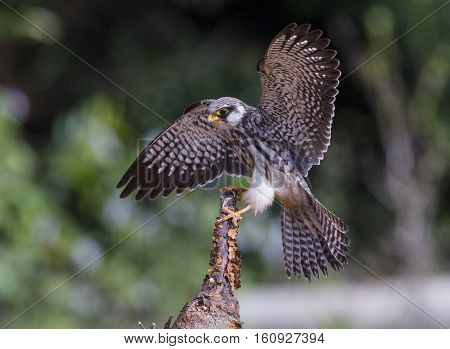 Female Amur falcon (Falco amurensis) Very Rare Passage Migrant