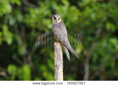 Female Amur falcon (Falco amurensis) Very Rare Passage Migrant