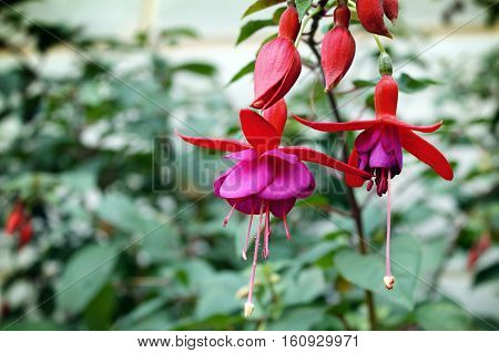 A cluster of Fuschia flowers & buds dangling.