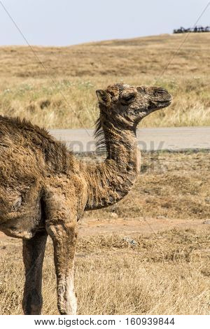 wildlife Camel looking inside Camera in Oman salalah landscape Arabic10