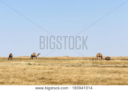 wildlife Camel eating landscape in Oman salalah Arabic 6