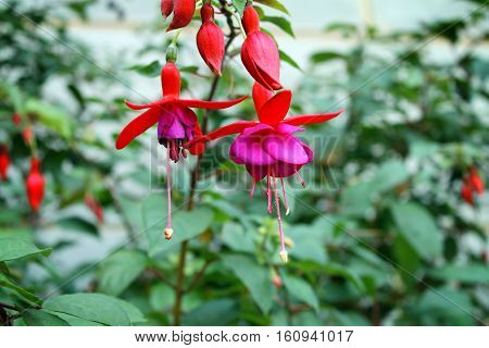 A cluster of Fuschia flowers & buds dangling.