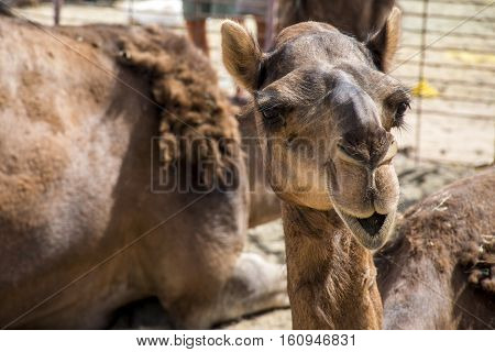 wildlife Camel funny sweet looking smiling inside Camera Oman salalah Arabic 3