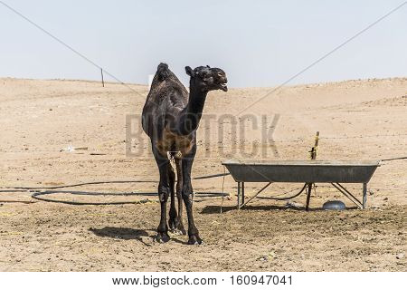 wildlife Camel funny sweet looking smiling inside Camera Oman salalah Arabic 6