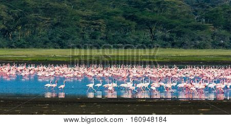 Landscape with flamingos. Pink birds. Nakuru, Kenya