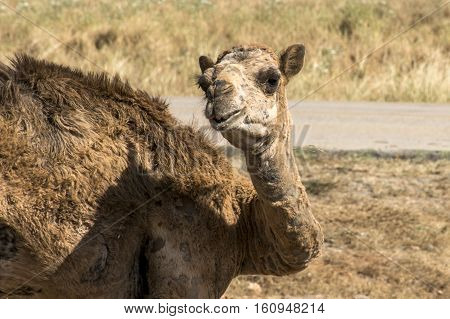 wildlife Camel looking inside Camera in Oman salalah landscape Arabic 7