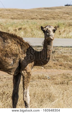 wildlife Camel looking inside Camera in Oman salalah landscape Arabic 11