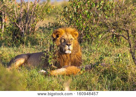 Portrait of lion. King of Masai Mara. Rest on the grass. Kenya, Africa