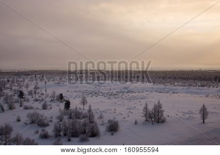 Winter landscape with forest in snow in the evening sunset. North