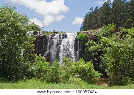 The forest of the case mac mac river in the north of sabie, south africa