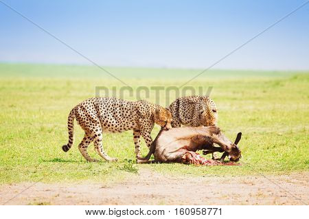 Portrait of two cheetahs eating kill at African savanna