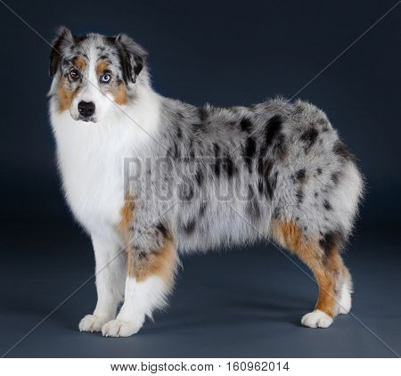 Pretty Australian sheepdog portrait on the studio
