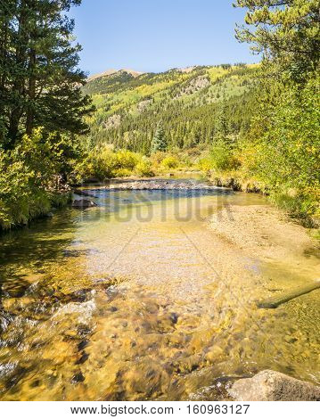 Autumn colors on the hillside above Pine Creek in the Collegiate Peaks Wilderness Pike and San Isabel National Forests near Buena Vista Colorado.