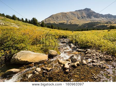 Autumn colors near Pine Valley in the Collegiate Peaks Wilderness Pike and San Isabel National Forests near Buena Vista Colorado.