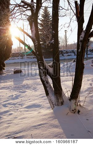 Winter landscape - spreading forest tree in sunset light. Landscape scene - wonderland tree in cold weather in snowy forest.