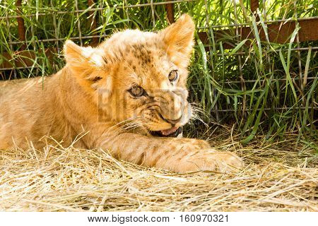 Portrait Of Lion Cub