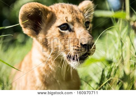Portrait Of Lion Cub
