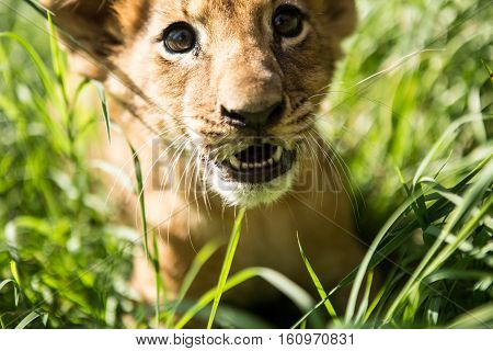 Portrait Of Lion Cub