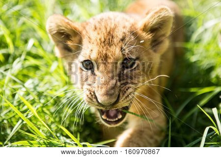 Portrait Of Lion Cub