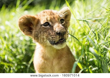Portrait Of Lion Cub