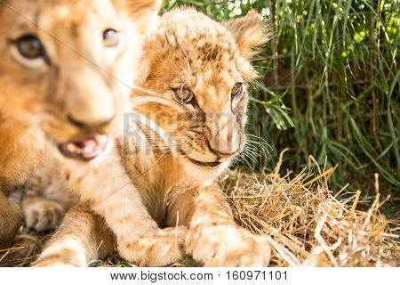 Portrait Of Two Lion Cubs