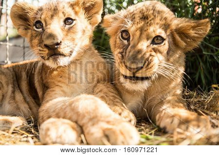 Portrait Of Two Lion Cubs