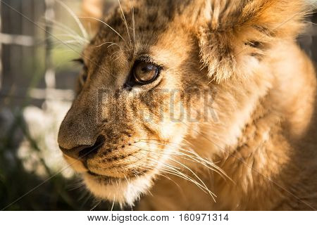 Portrait Of Lion Cub