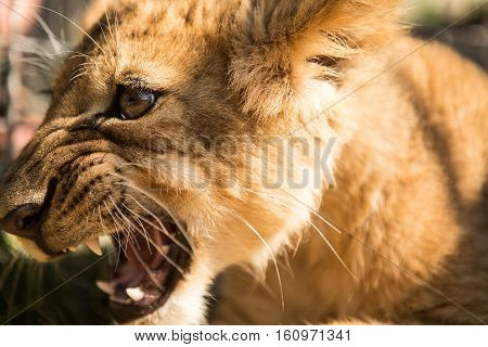 Portrait Of Lion Cub