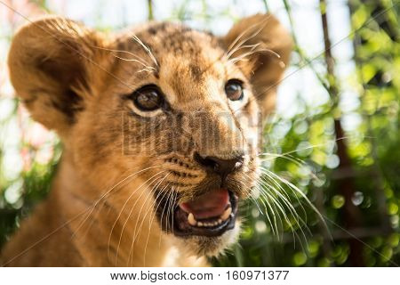 Portrait Of Lion Cub