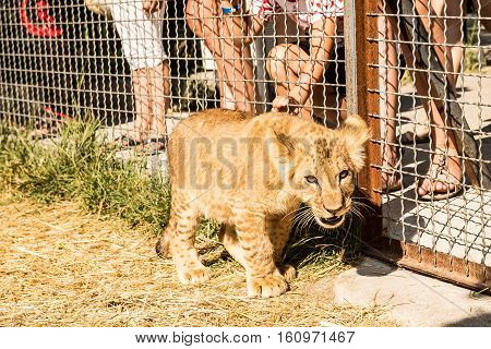 Lion Cub And Children