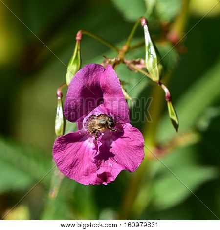 Impatiens glandulifera or policeman helmet flower with bee