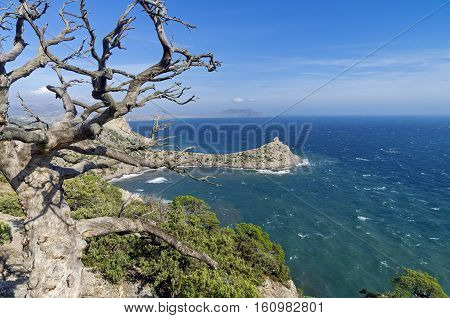 Dried relict pine tree over the sea. Crimea September.