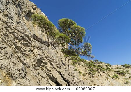 Relict pine trees on a steep mountain slope. Crimea