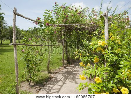 Pergola with flower in Belize City botanical garden (Belize).