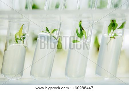 Close up view to microplants of cloned poplar in vitro in a nutrient medium