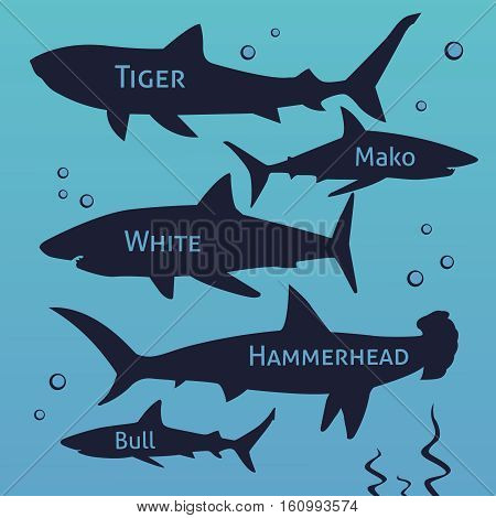 Shark vector silhouettes set. Sea fish, animal swimming, fauna illustration. eps10
