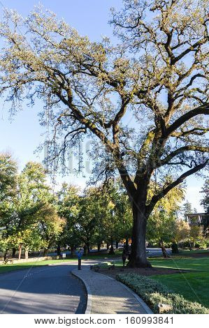 Beautiful Old Oak Tree