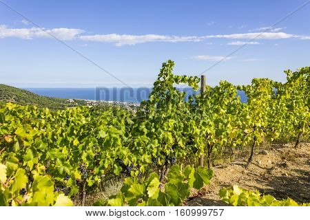 Vineyards of the Alella wine region in the vicinity of Barcelona on the Mediterranean Sea.