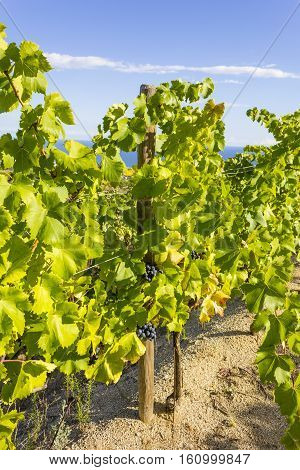 Vineyards of the Alella wine region in the vicinity of Barcelona on the Mediterranean Sea.